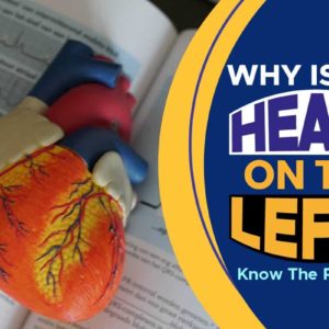 Why Is the Heart on the Left