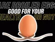 Are Broiler Eggs Good For Your Health Or Not
