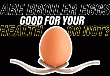 Are Broiler Eggs Good For Your Health Or Not