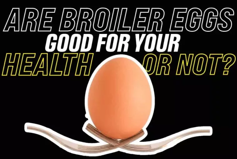 Are Broiler Eggs Good For Your Health Or Not