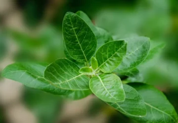 Does Ashwagandha Increase Testosterone