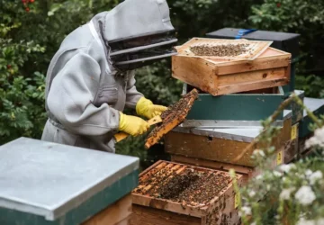 How Having A Beehive Can Help You Physically And Mentally