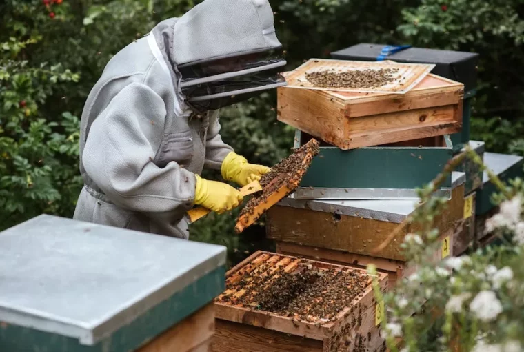 How Having A Beehive Can Help You Physically And Mentally