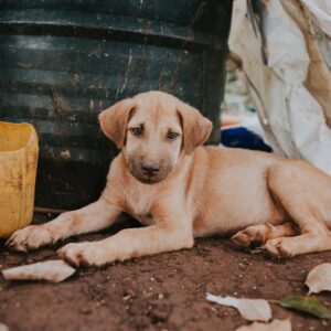 How To Get Rid Of Dog Bad Breath Home Remedies