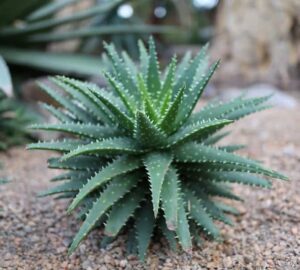 Does Aloe Vera Help With Dark Spots