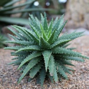 Does Aloe Vera Help With Dark Spots