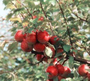 Does Apple Cider Vinegar Help Sore Throat